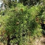 Geitonoplesium cymosum Hábito