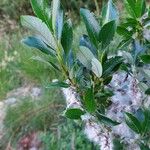 Salix glabra Blad