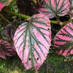 Begonia brevirimosa Leaf