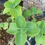 Plectranthus amboinicus叶