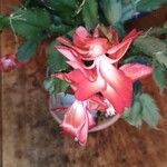 Schlumbergera truncataFlower