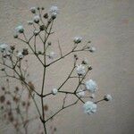 Gypsophila paniculataFlower