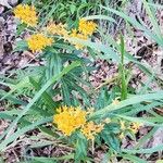 Asclepias tuberosaFiore