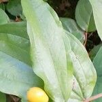 Prosartes smithii Leaf