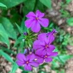 Phlox glaberrima ফুল