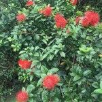 Combretum constrictum Flower