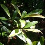 Tristaniopsis obovata Hoja