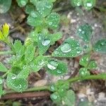 Medicago truncatula Blad