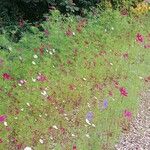 Cosmos bipinnatus Libunga