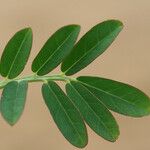 Indigofera hirsuta Φύλλο