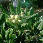 Pittosporum tobira ഇല