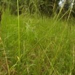 Nassella neesiana 其他