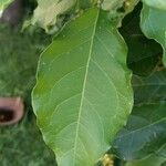Bunchosia armeniaca Leaf
