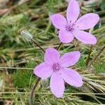 Erodium acaule Flor