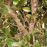Diospyros whyteana Corteza