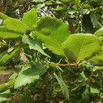 Quercus infectoria 葉