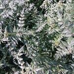Rubus thibetanus Hoja