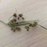 Scirpus atrovirens 花