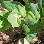 Cerinthe glabra Blatt