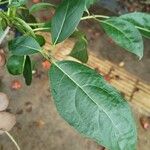 Cordia gerascanthus Liść