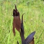 Serapias strictiflora Flower