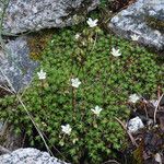 Saxifraga bronchialis 整株植物