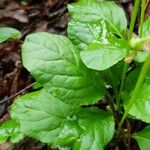 Pyrola elliptica Foglia