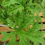 Pelargonium graveolens Leaf