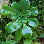 Saxifraga cuneifolia Лист