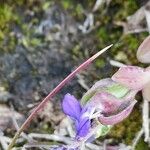 Polygala alpina Flors