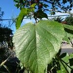 Clerodendrum speciosissimum Лист