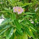 Tabebuia pallida Blüte