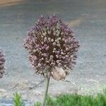 Allium ampeloprasumFlower