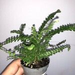 Asplenium viride Blatt