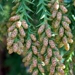 Cryptomeria japonica Blüte