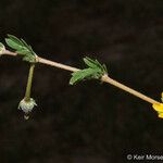 Kallstroemia californica عادت