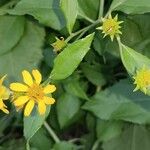 Wollastonia biflora Flor
