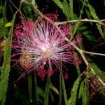 Calliandra magdalenae Plante entière