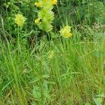 Rhinanthus major Habit