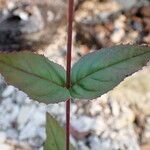 Epilobium montanum Φύλλο