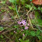 Centaurium erythraea ফুল