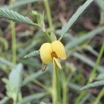 Aeschynomene rudis Blomst