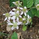 Rubus scaber Flower