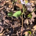 Anemonella thalictroides Fulla