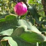 Epiphyllum hookeri Fruit