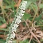 Spiranthes spiralisFlower