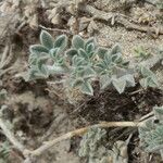 Medicago marina Leaf