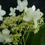 Hydrangea heteromalla Характер