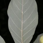 Annona pruinosa Hoja
