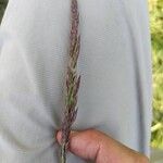 Calamagrostis varia Bloem